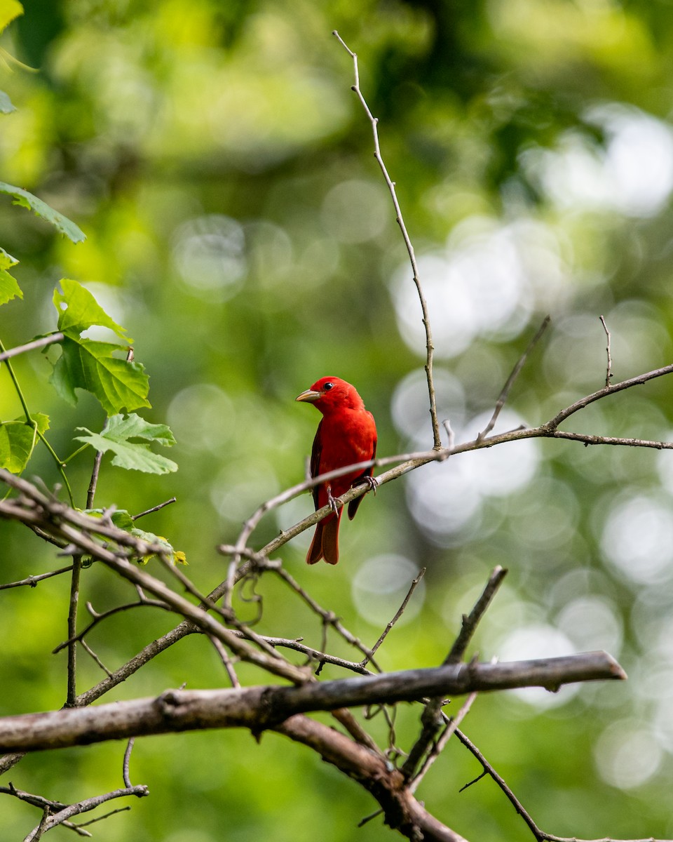 Summer Tanager - RaDel Hinckley