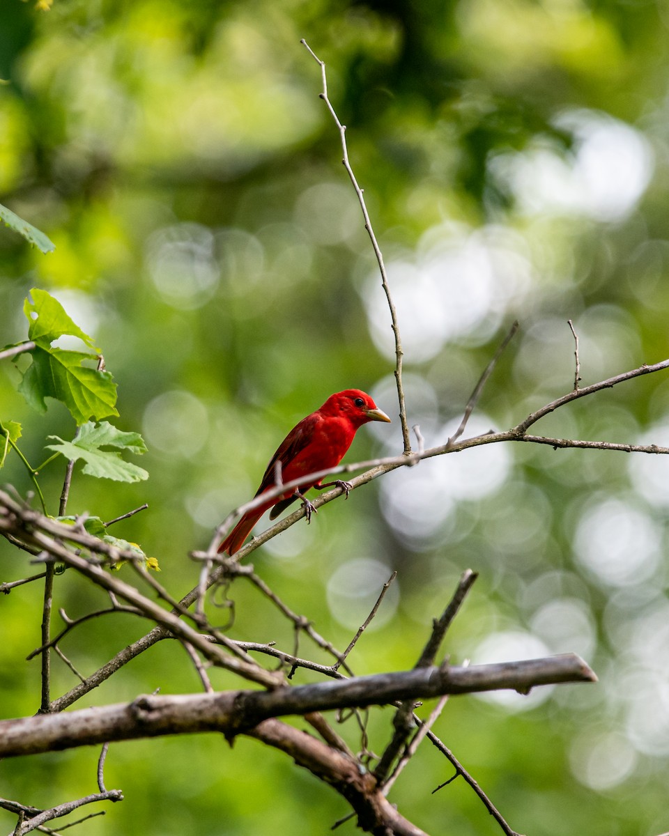 Summer Tanager - RaDel Hinckley