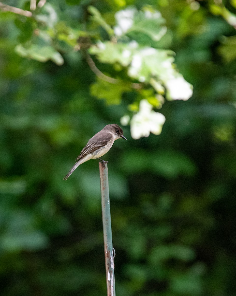 Eastern Phoebe - ML242287611