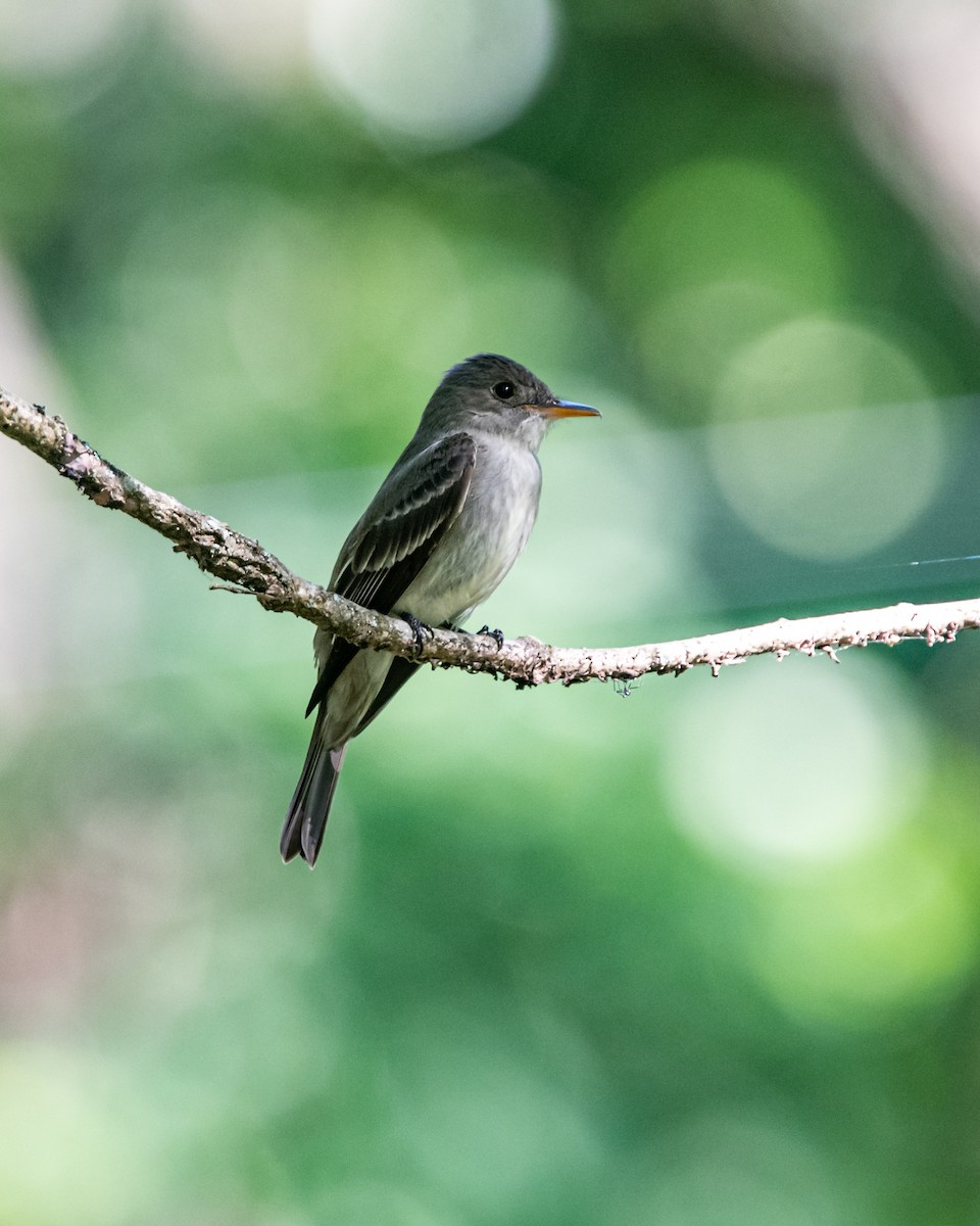 Eastern Wood-Pewee - RaDel Hinckley