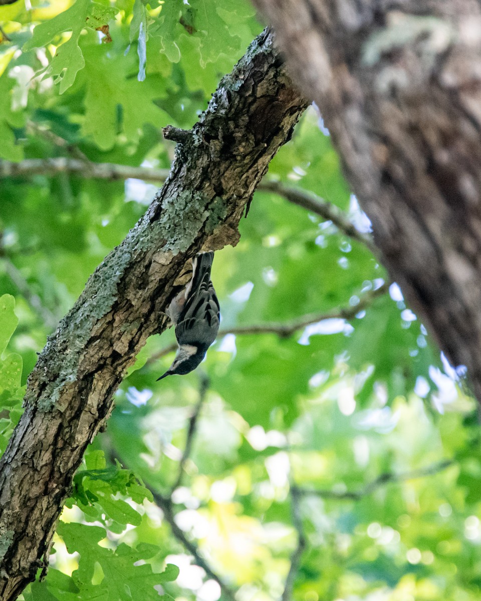 White-breasted Nuthatch - ML242288101