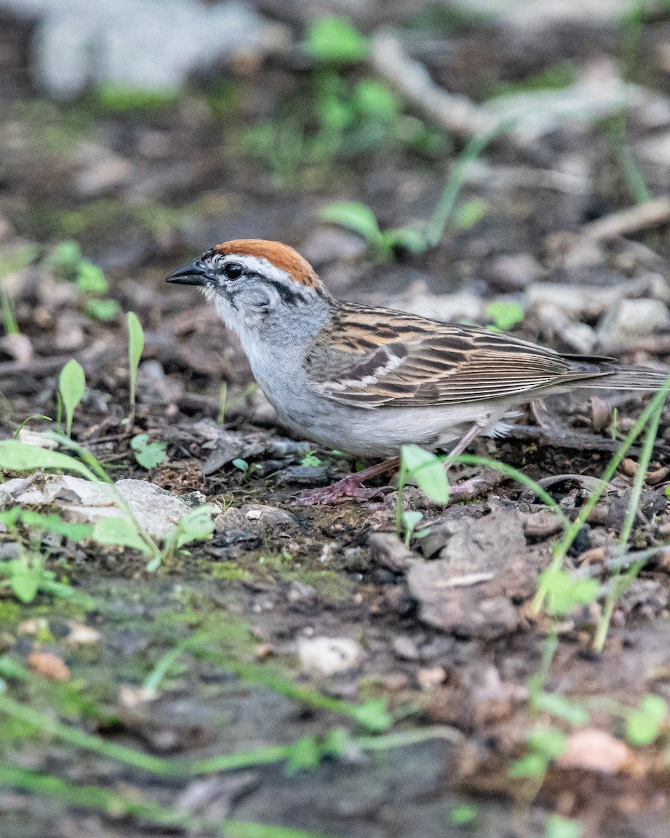 Chipping Sparrow - RaDel Hinckley