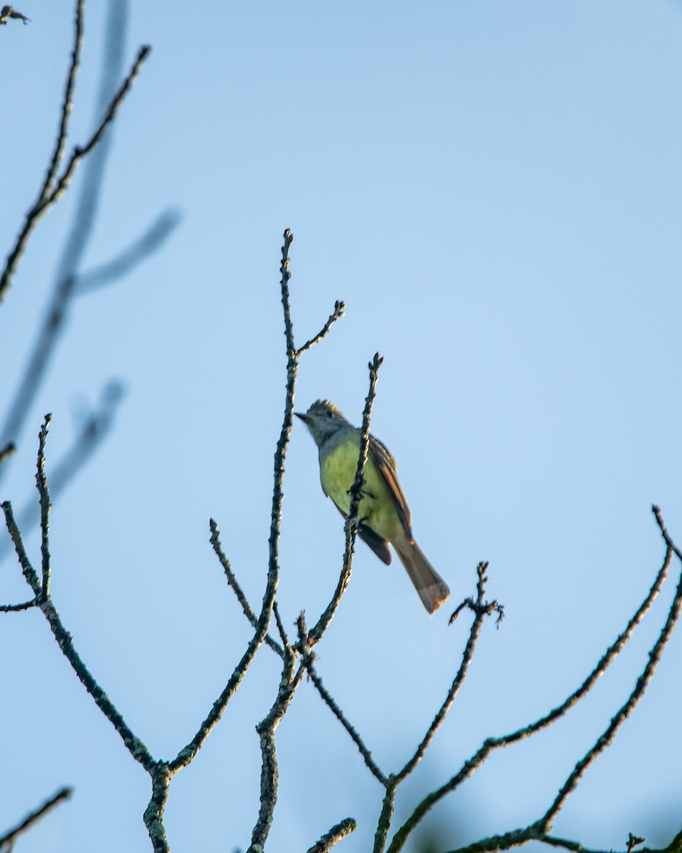 Great Crested Flycatcher - RaDel Hinckley