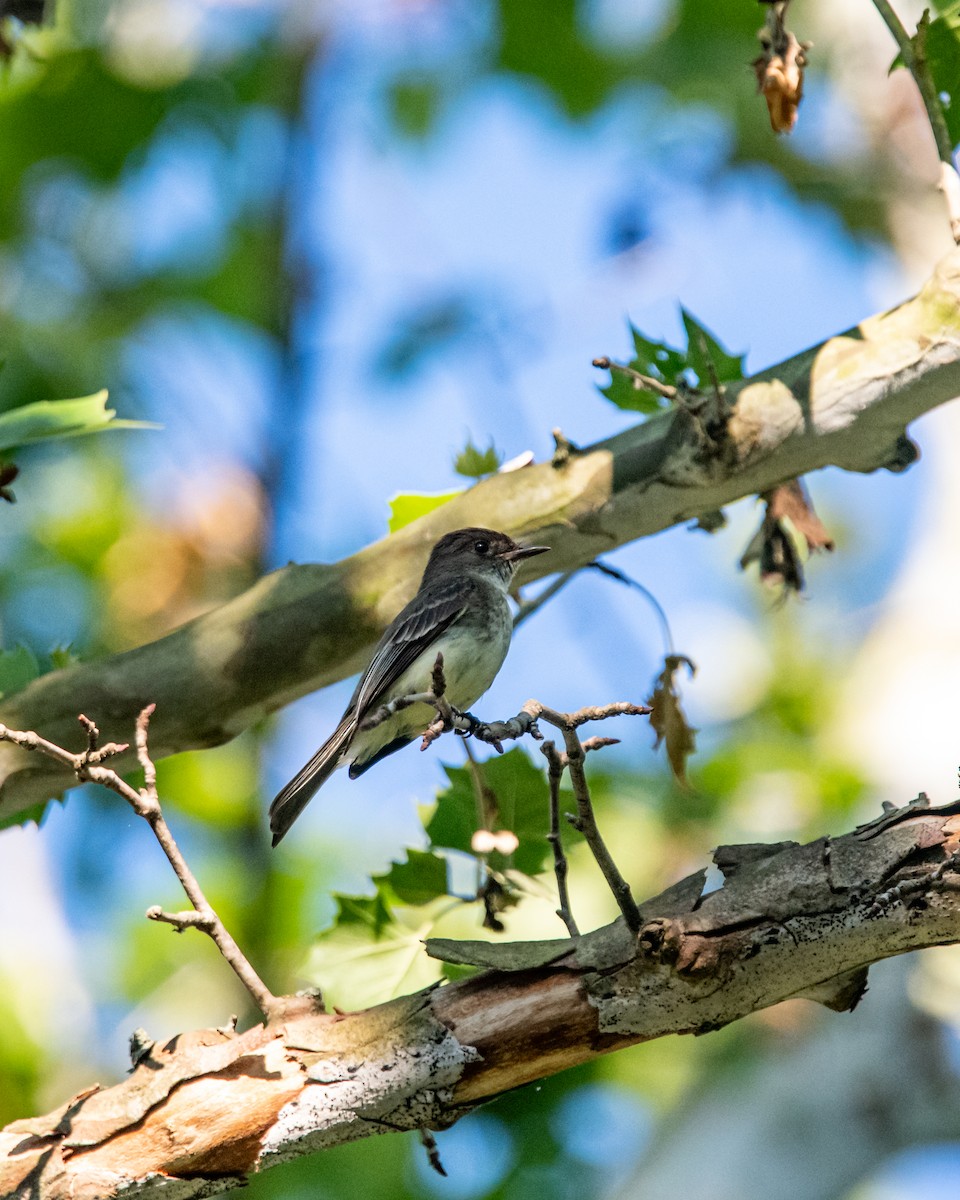 Eastern Phoebe - RaDel Hinckley