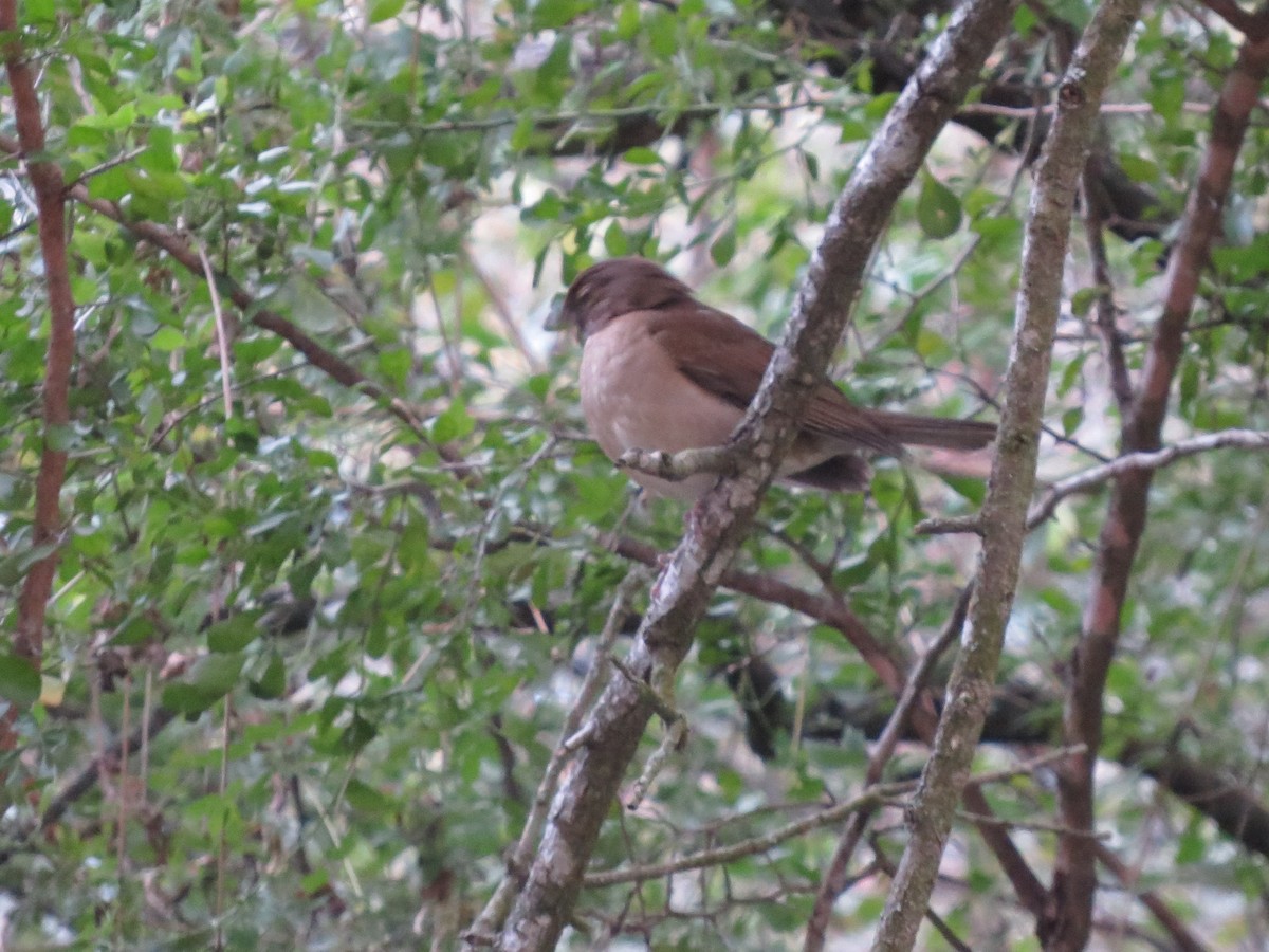 White-throated Thrush - ML24228841