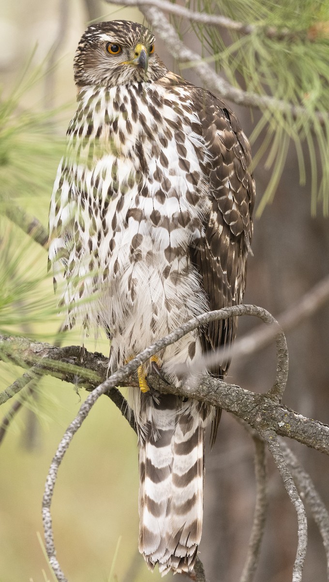 American Goshawk - ML242290341