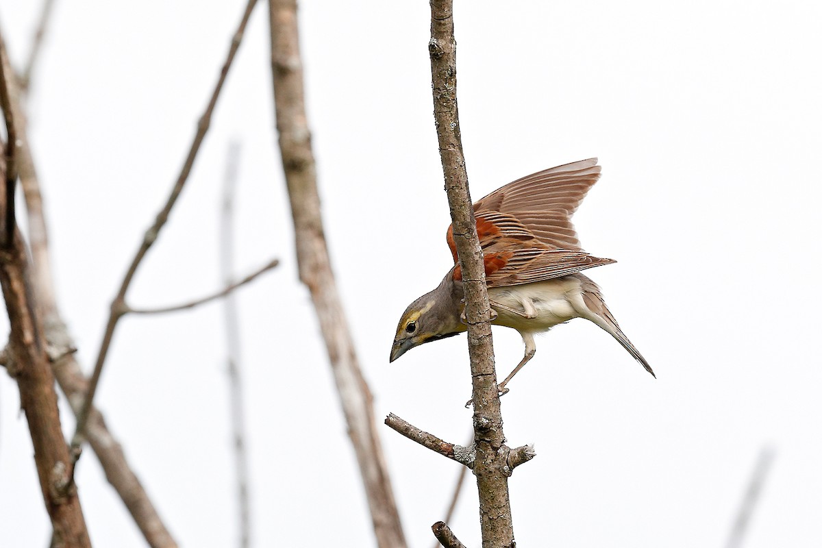 Dickcissel - ML242290981