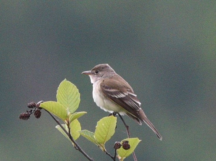 Willow Flycatcher - ML242291301