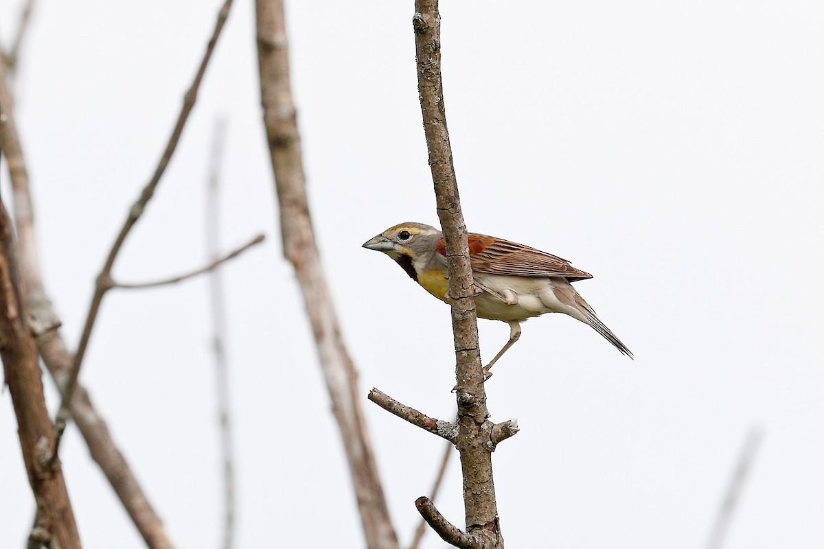 Dickcissel - ML242291781