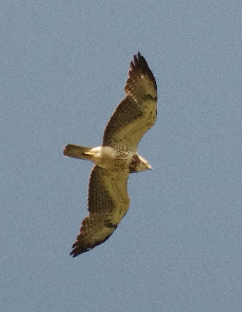 Swainson's Hawk - ML242291821