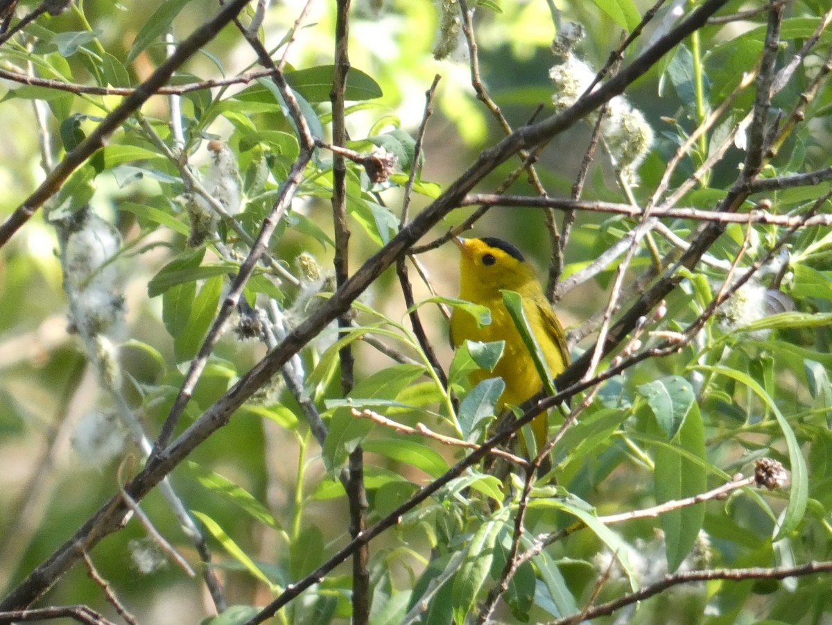 Wilson's Warbler - ML242291901