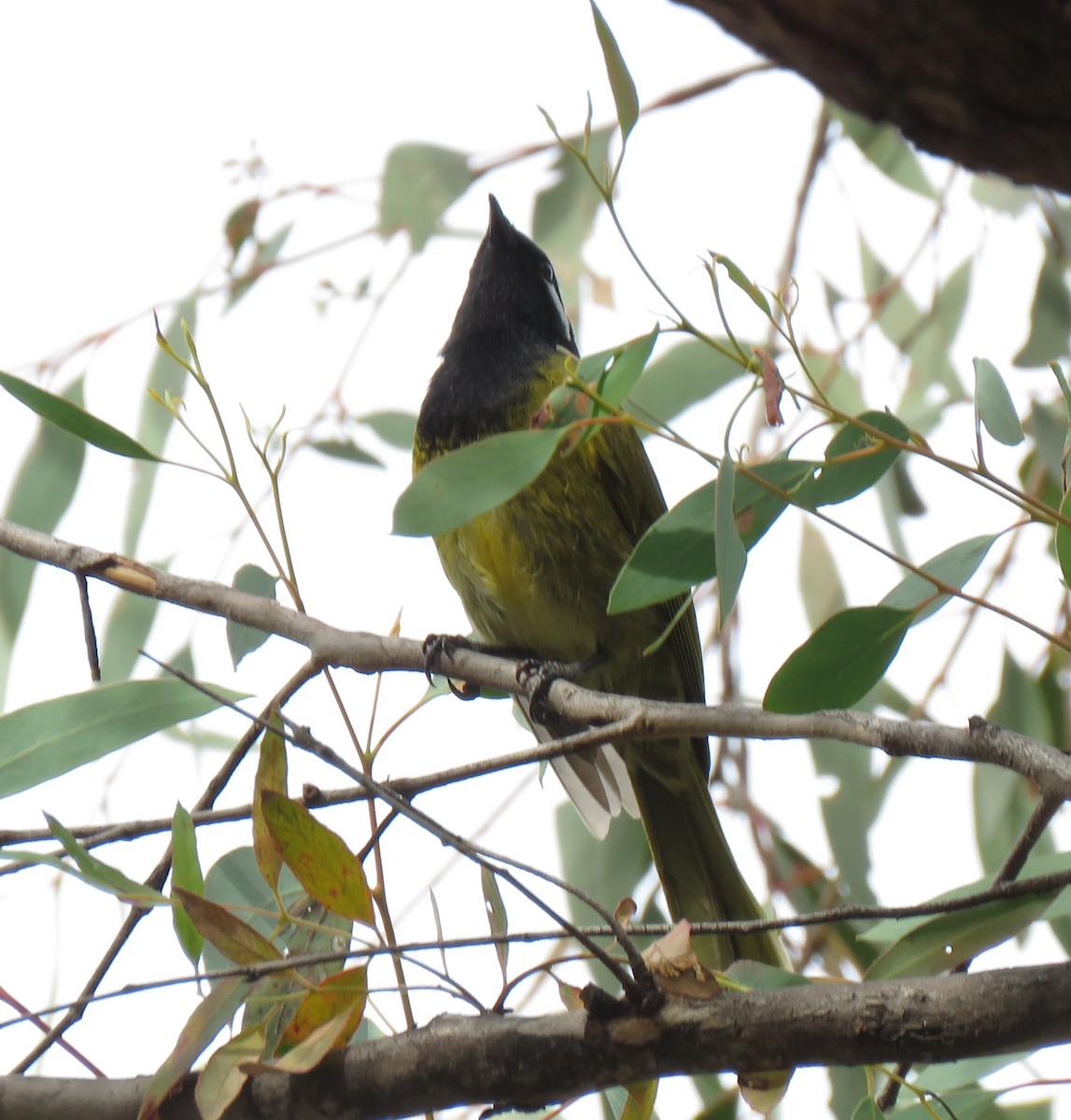 White-eared Honeyeater - ML242292671