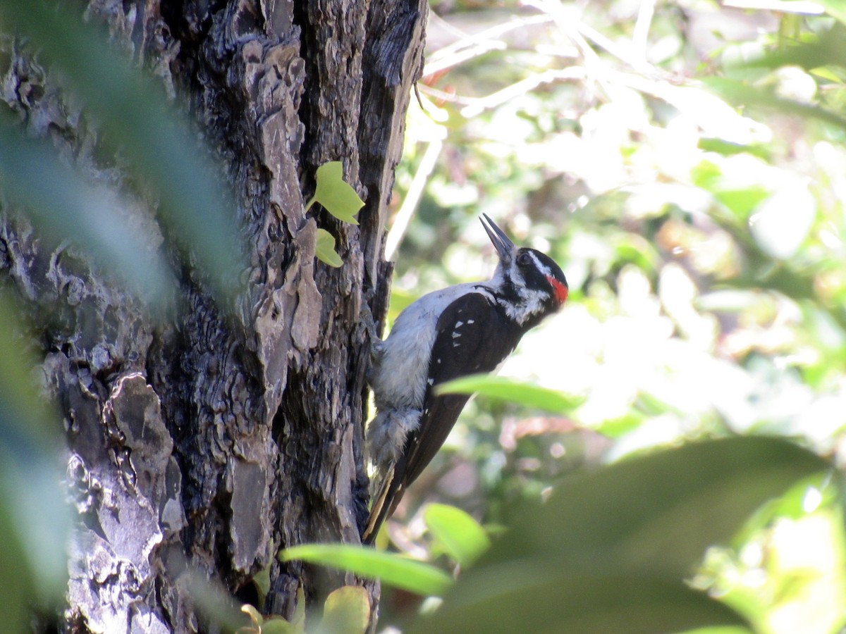 Hairy Woodpecker - ML242293121