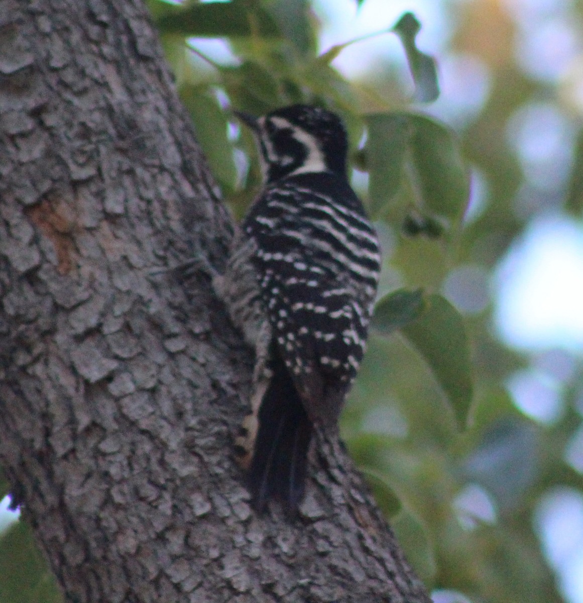 Nuttall's Woodpecker - ML24229331