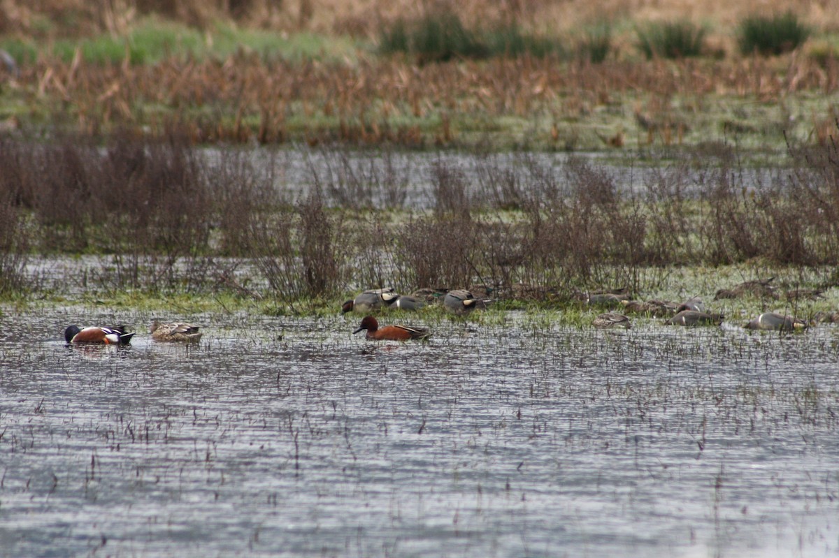 Cinnamon Teal - Camden Bruner