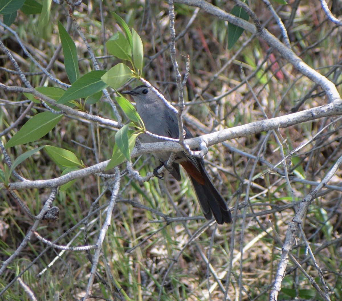 Gray Catbird - ML242294691