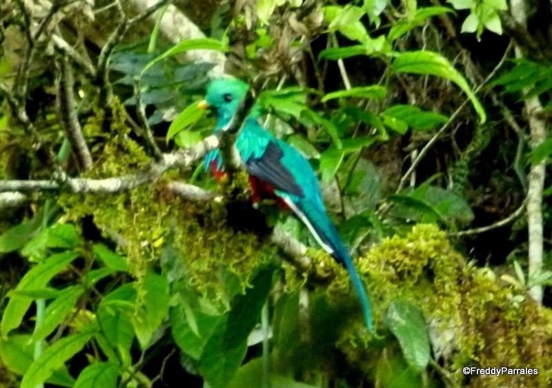 Quetzal Guatemalteco - ML242295331