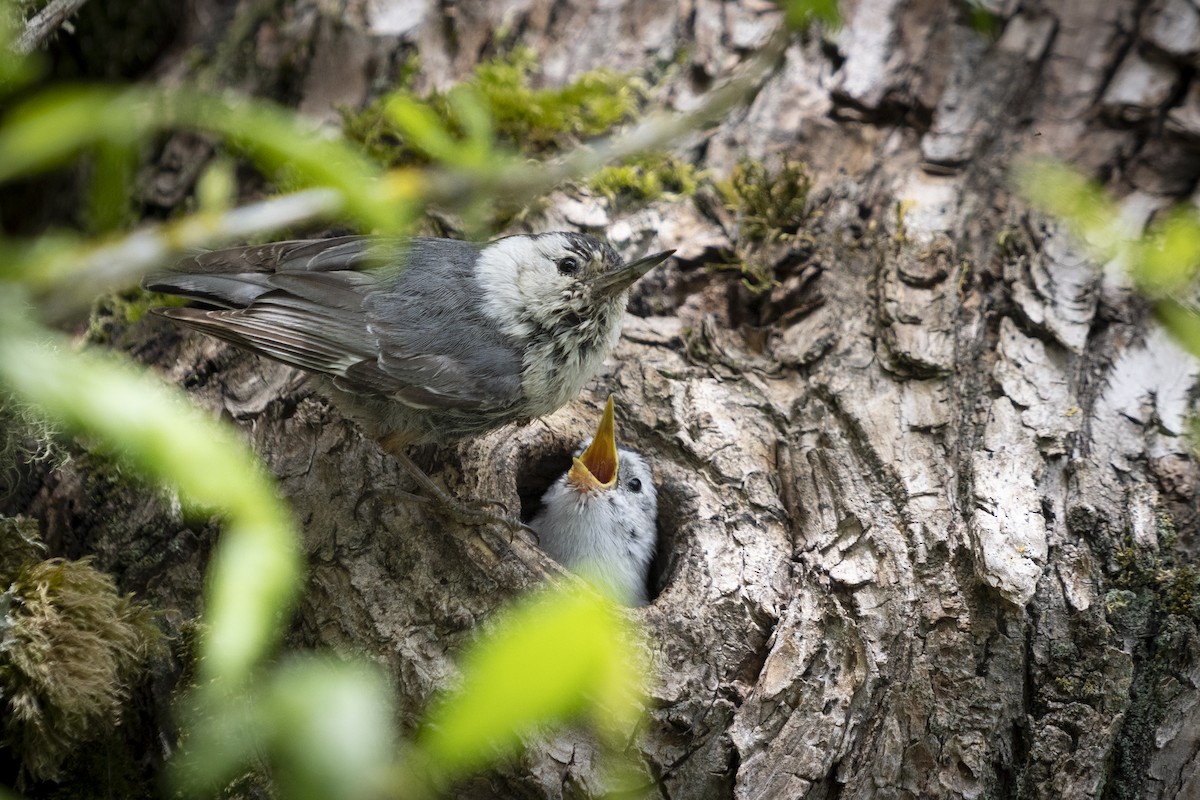 White-breasted Nuthatch - Daniel Knapp