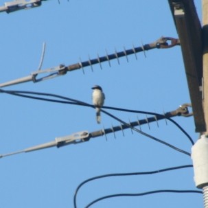 Loggerhead Shrike - ML242295921