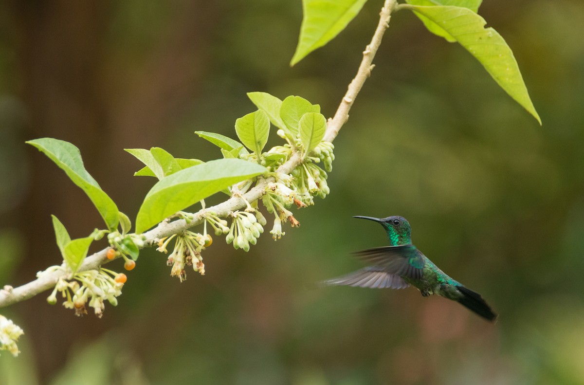 Violet-capped Woodnymph - Luana Bianquini