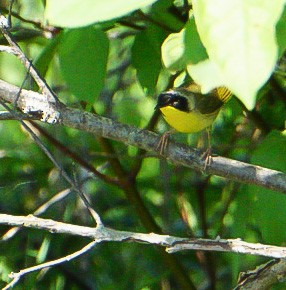 Common Yellowthroat - ML242296351