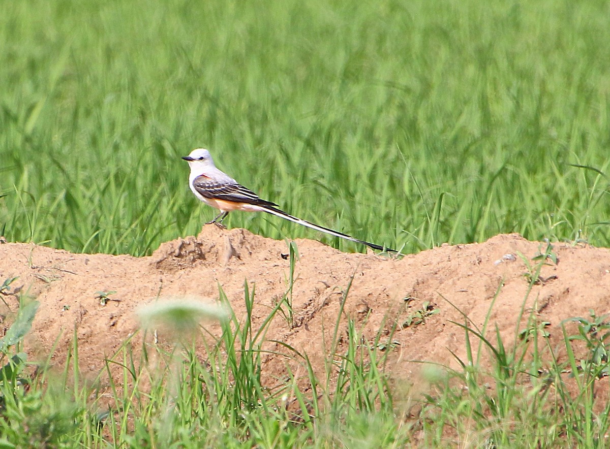 Scissor-tailed Flycatcher - Dave Z.