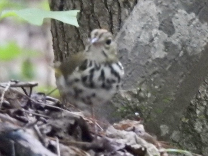 lesňáček zlatohlavý - ML242297401