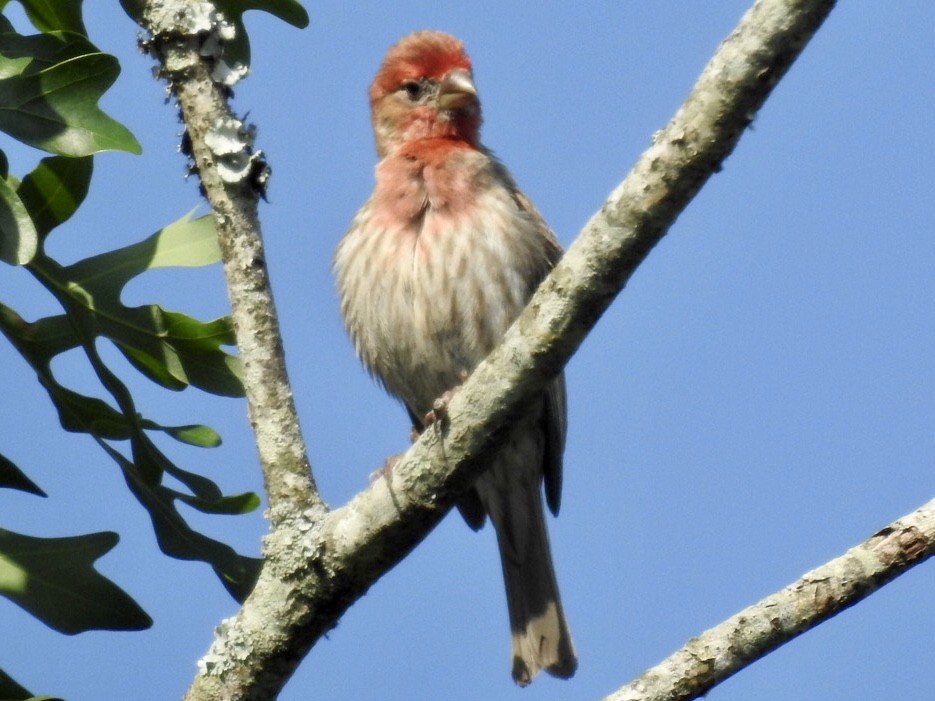 House Finch - ML242297711