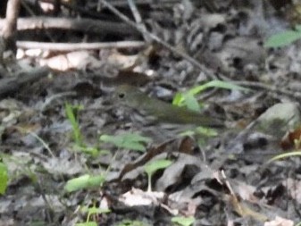 lesňáček zlatohlavý - ML242297771