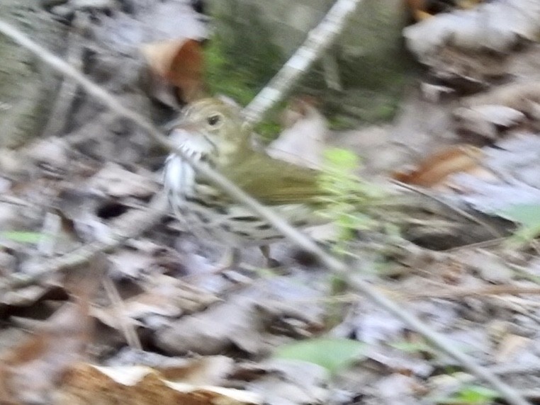 lesňáček zlatohlavý - ML242297781