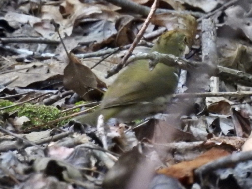 lesňáček zlatohlavý - ML242297791