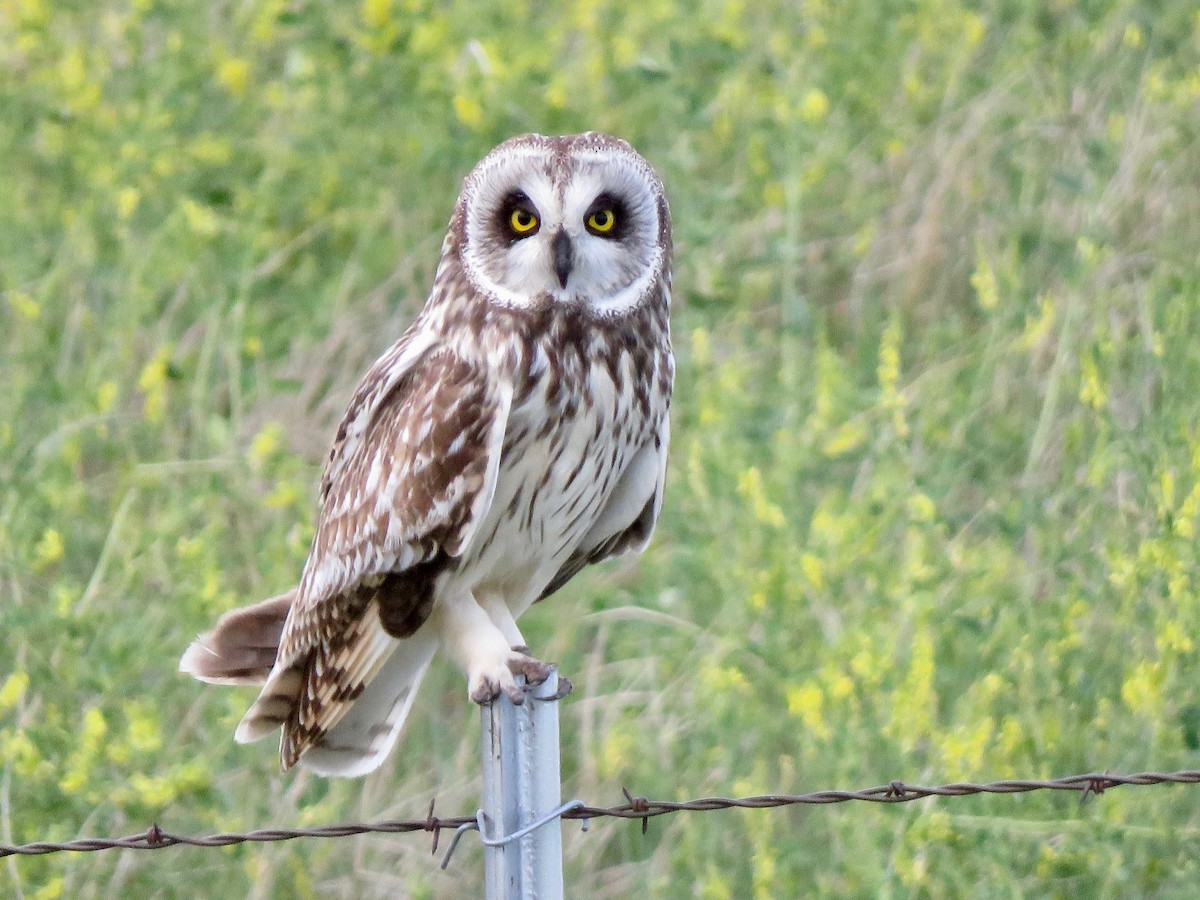 Short-eared Owl - ML242297981
