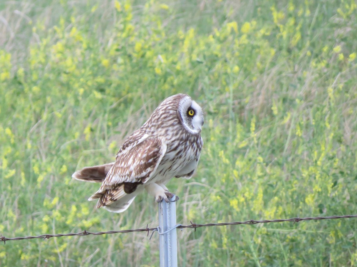 Short-eared Owl - ML242298001