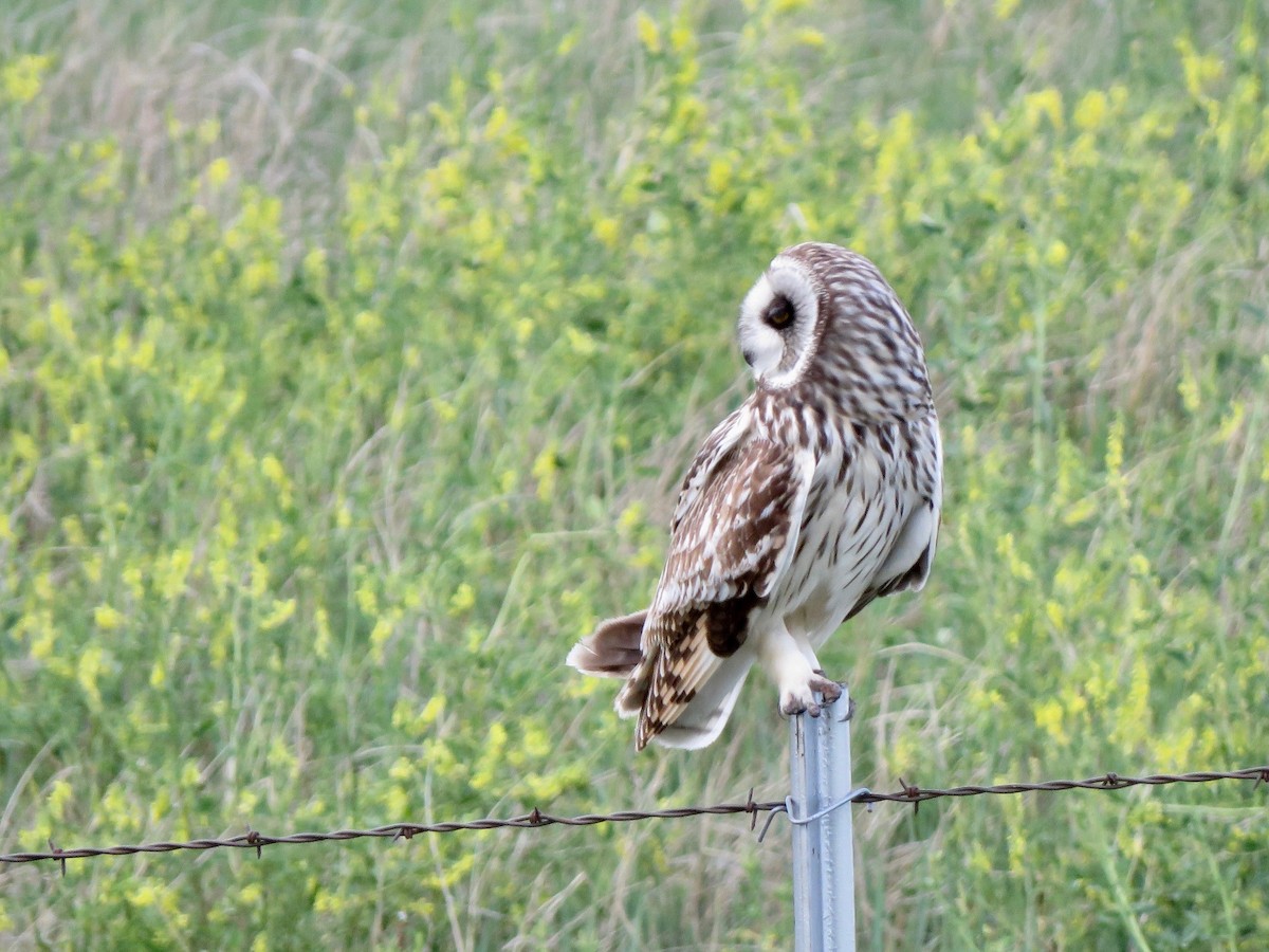 Short-eared Owl - ML242298011