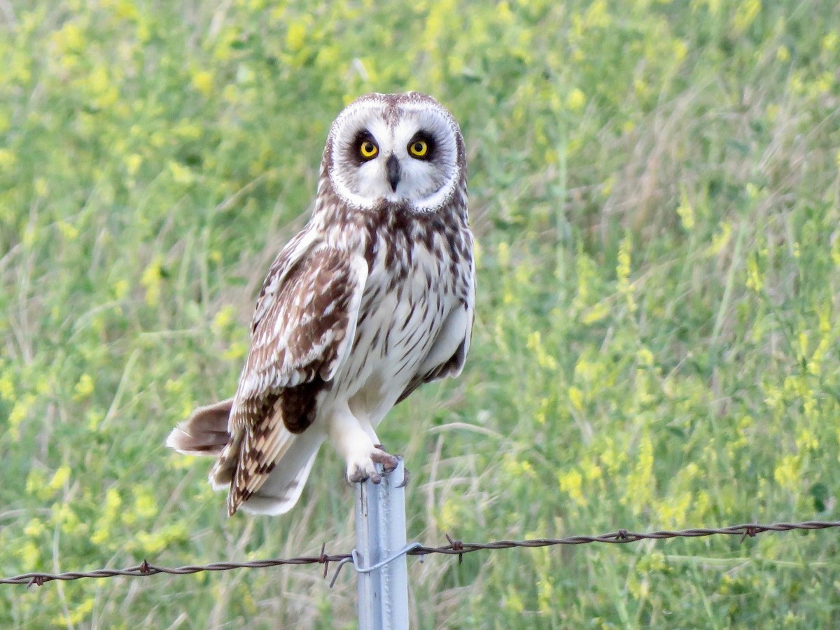 Short-eared Owl - ML242298021