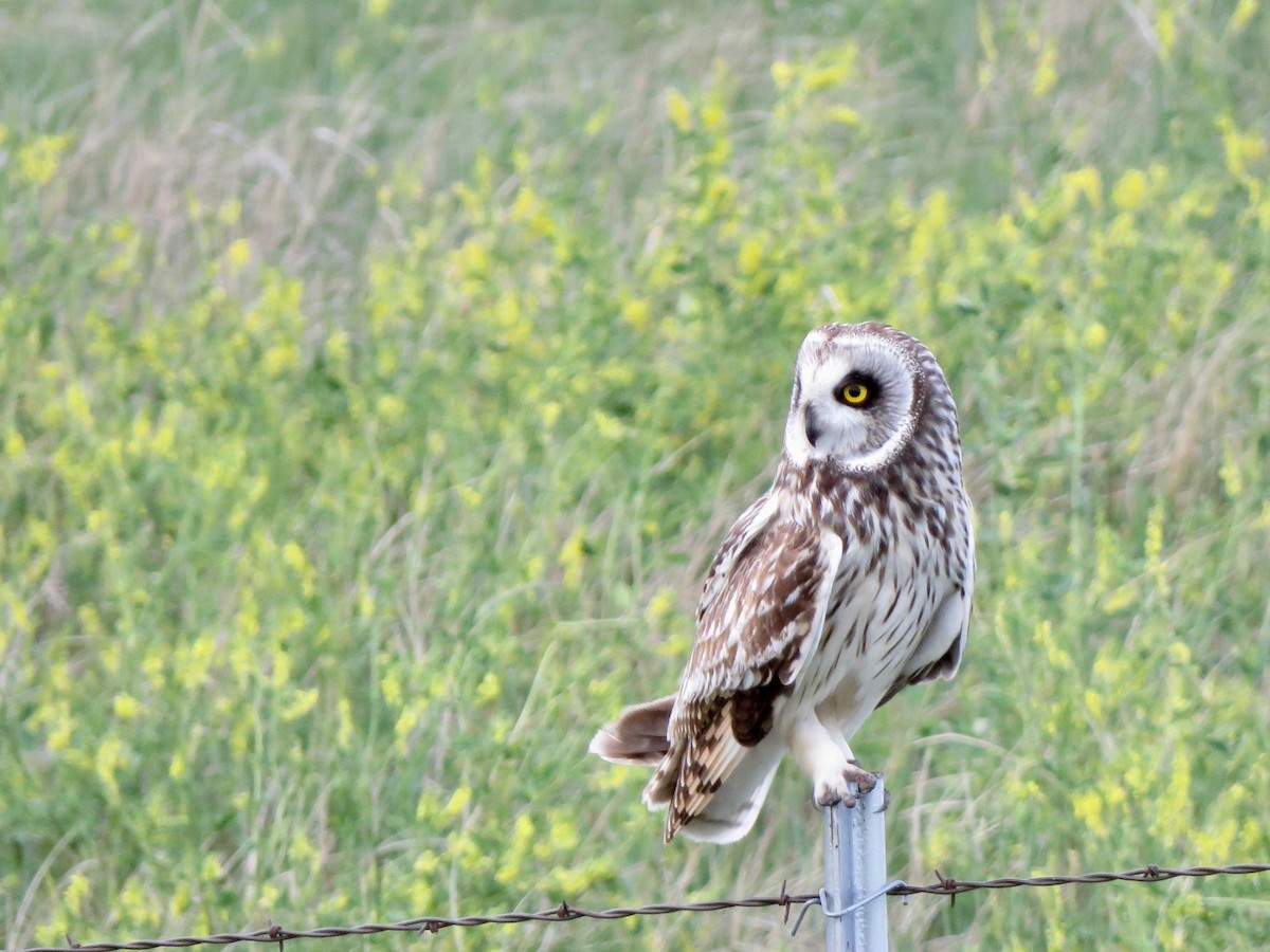 Short-eared Owl - ML242298071