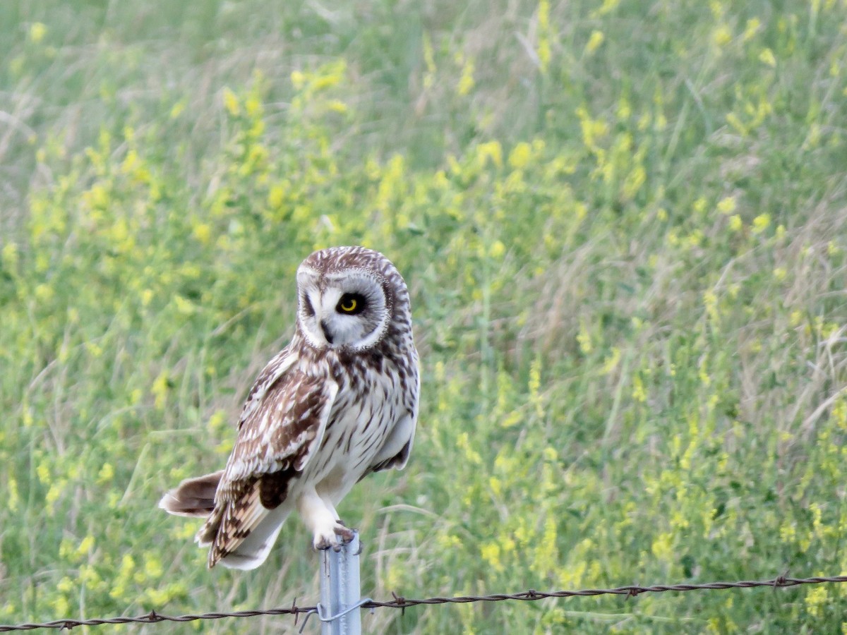Short-eared Owl - ML242298201