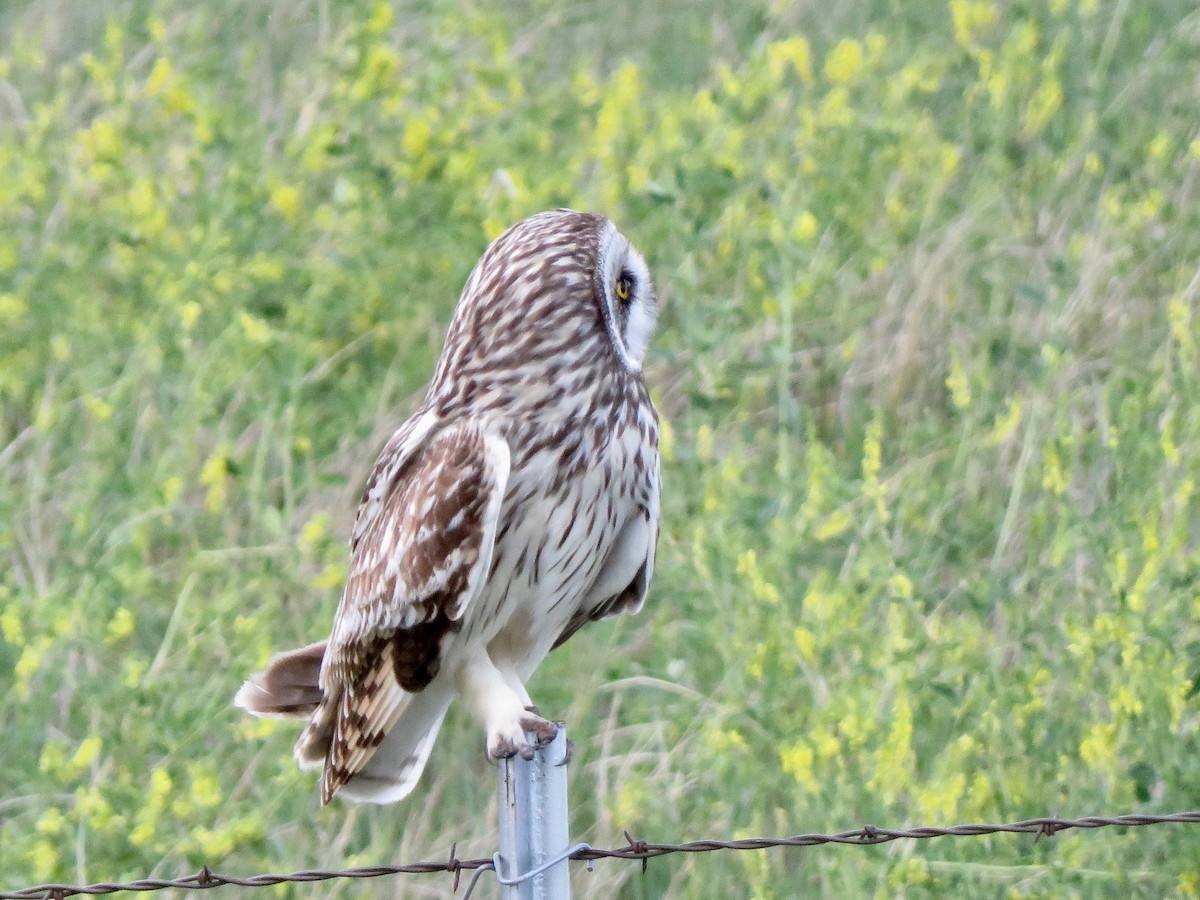 Short-eared Owl - ML242298331