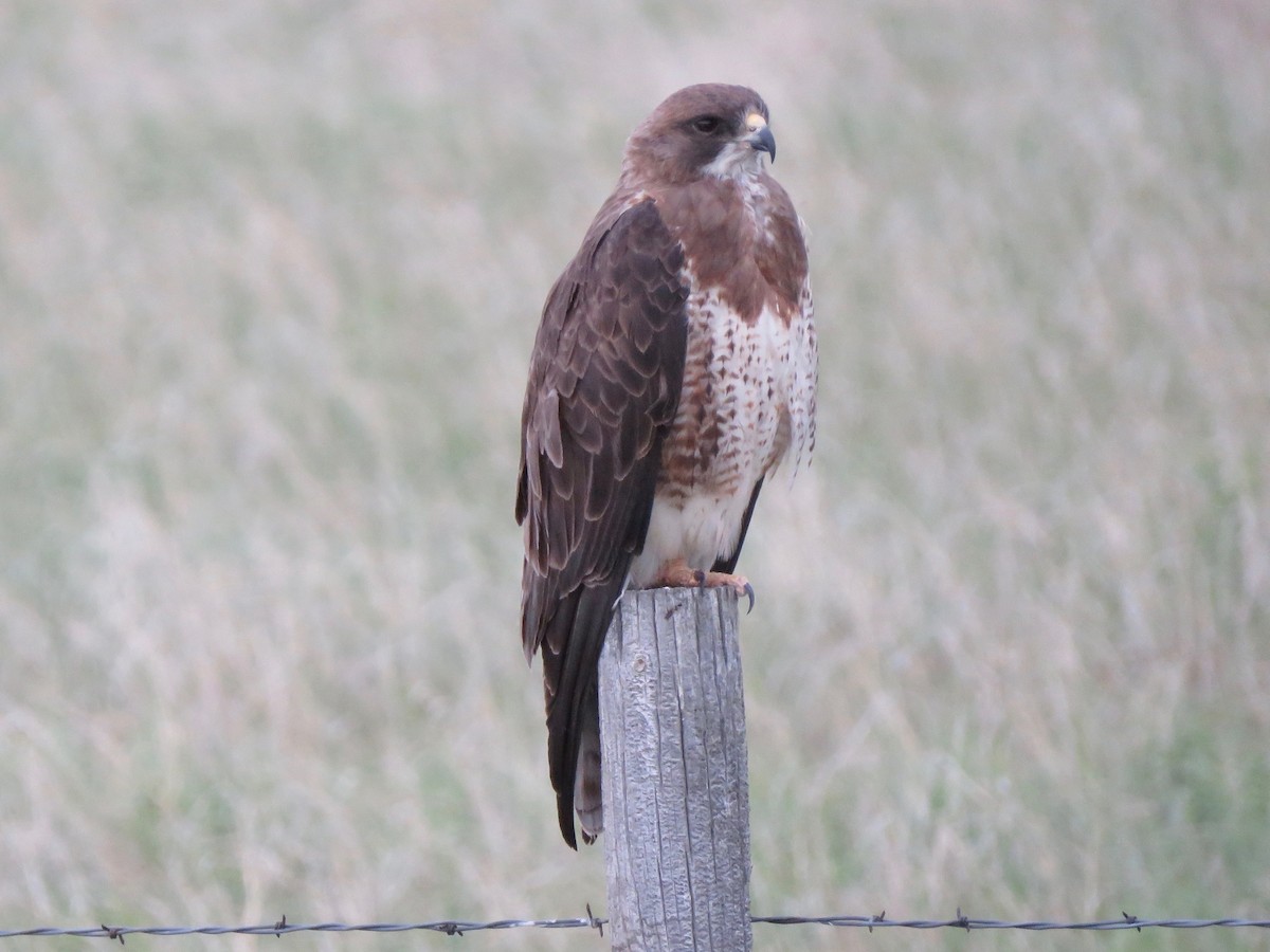 Swainson's Hawk - ML242298451