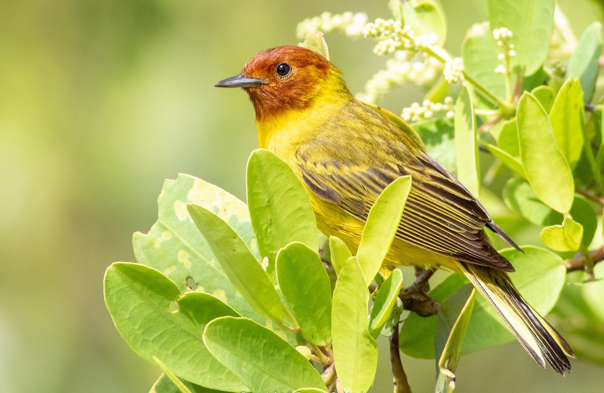 Yellow Warbler (Mangrove) - ML242300631