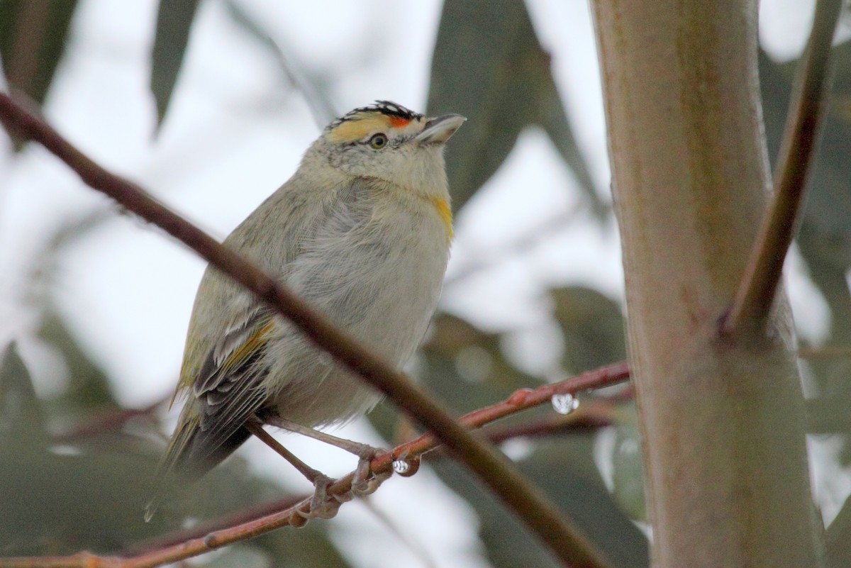 Pardalote à sourcils rouges - ML242300681