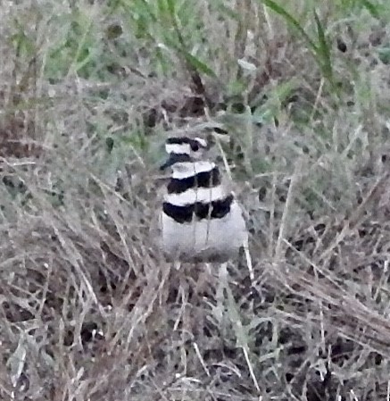 Killdeer - Jason C. Martin