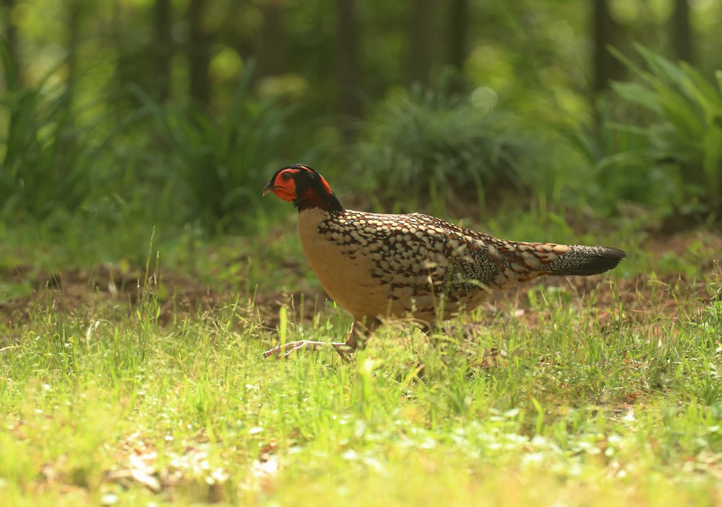 Cabot's Tragopan - Qiang Zeng