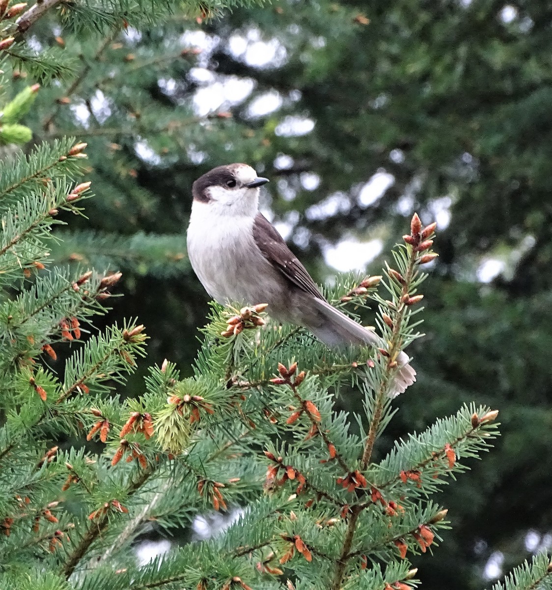 Canada Jay - ML242305251