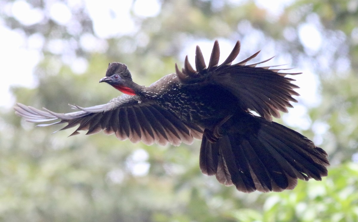 Crested Guan - ML242305581