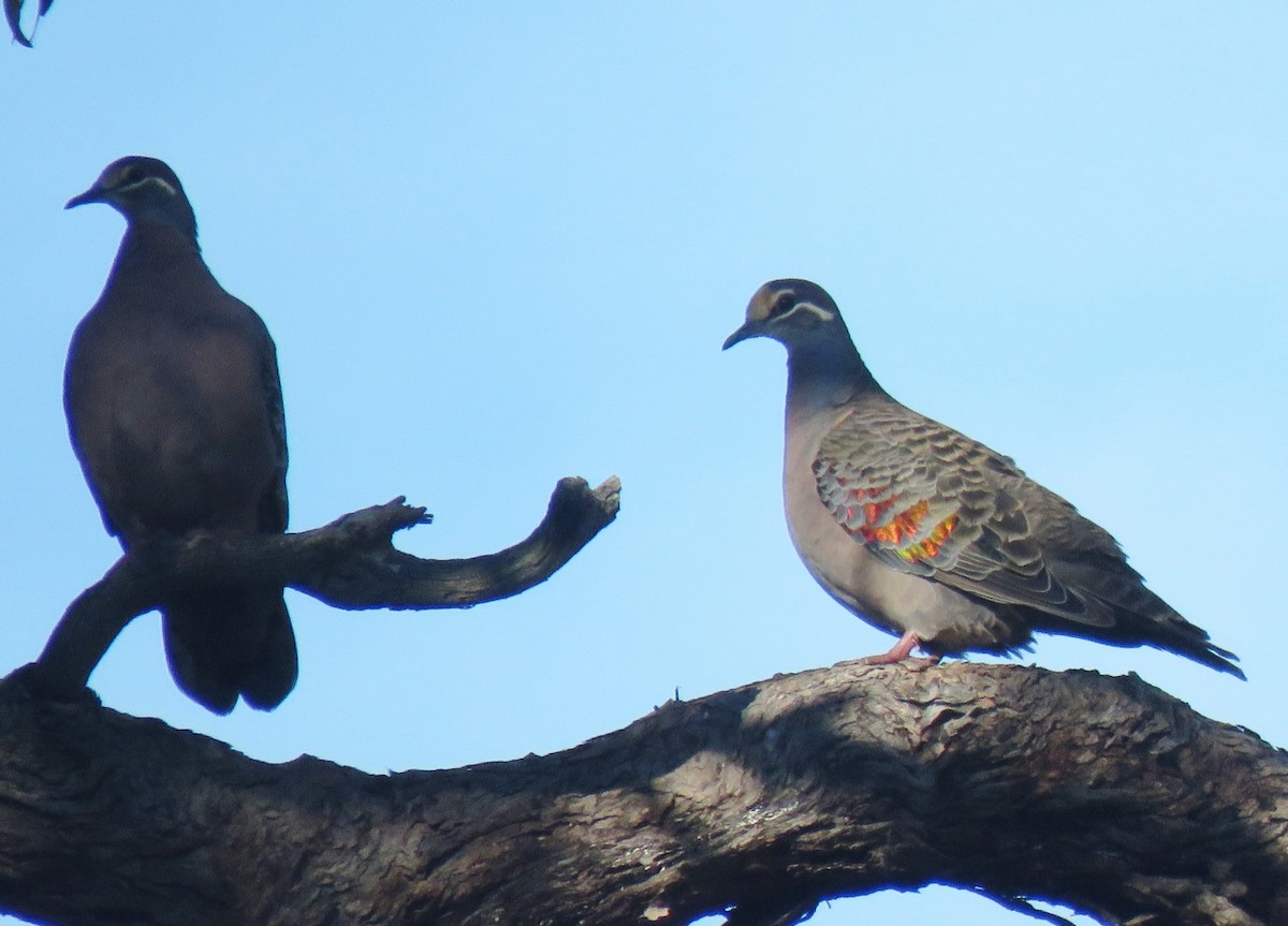 Common Bronzewing - ML242309661