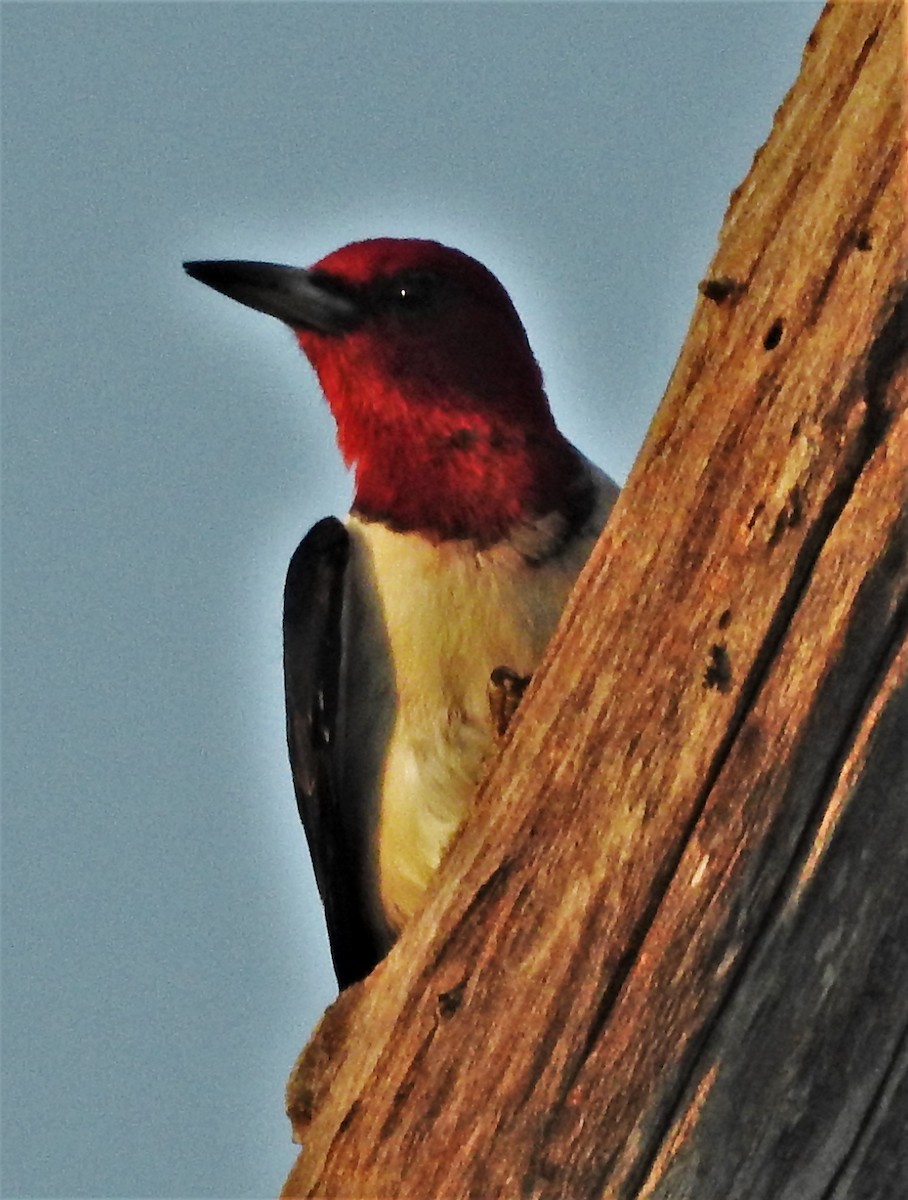 Pic à tête rouge - ML242311081