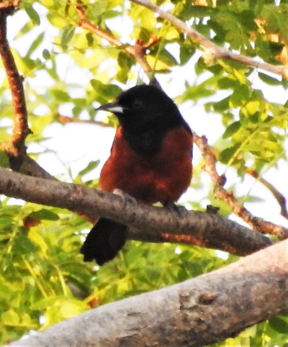 Turpial Castaño - ML242311101