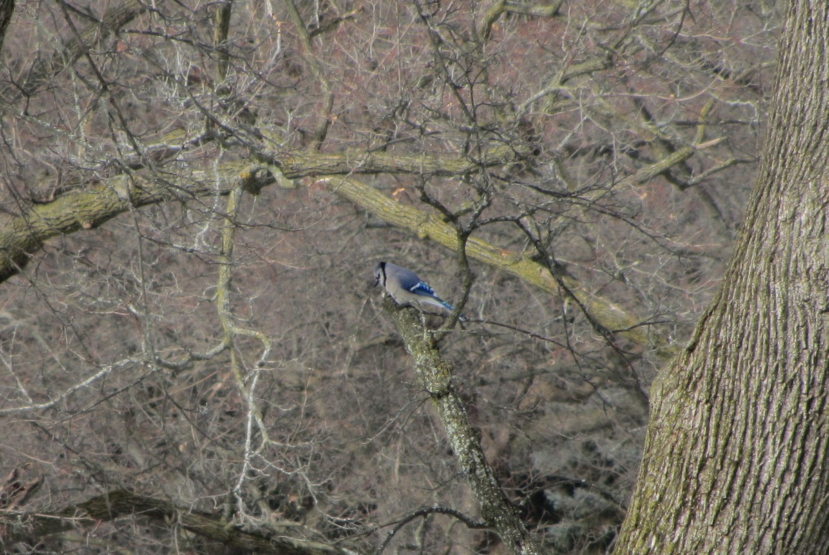 Blue Jay - Robert Vaughan