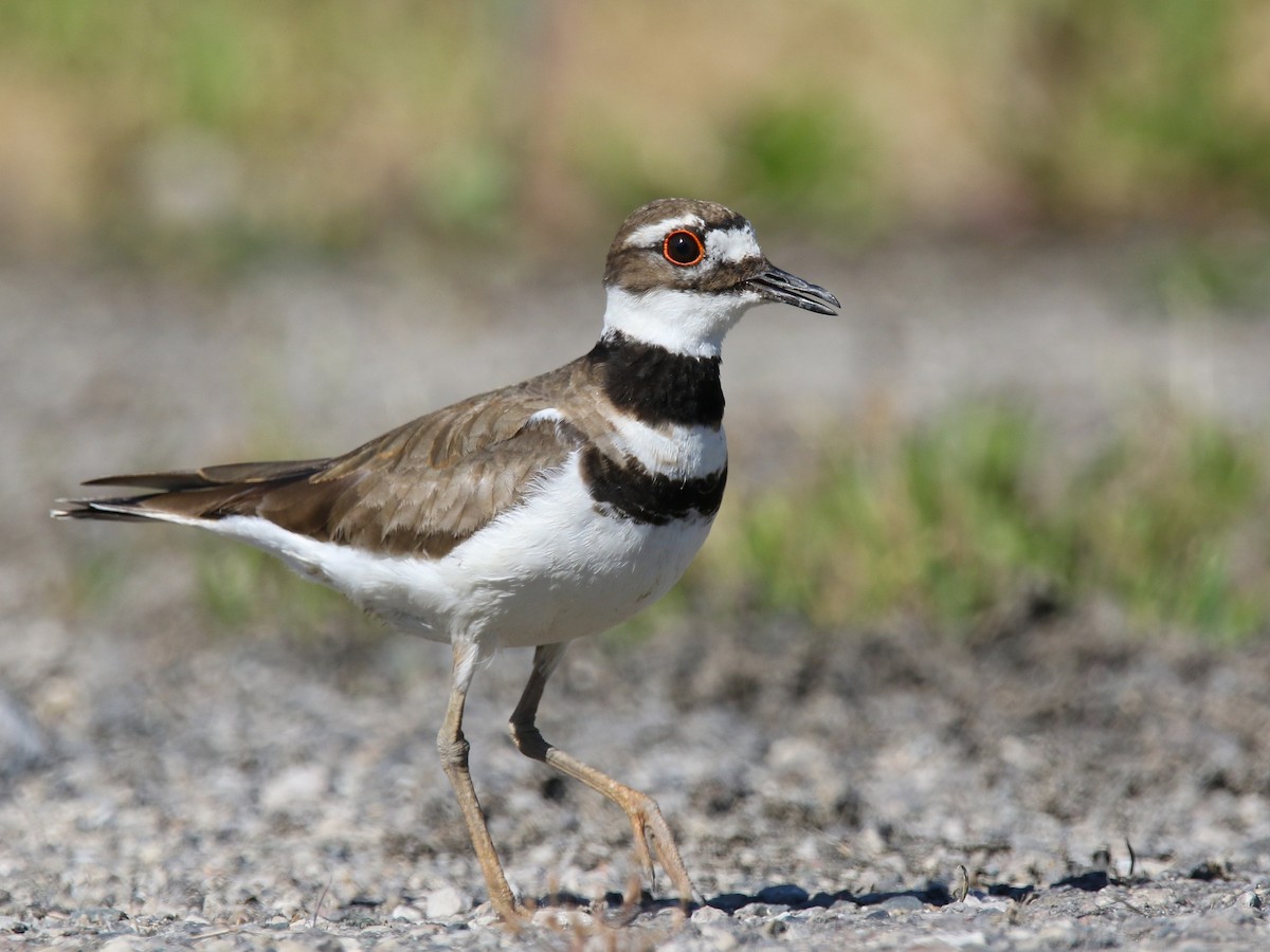 Killdeer - ML242312551